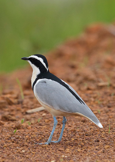 egyptian plover oiseau pluvian